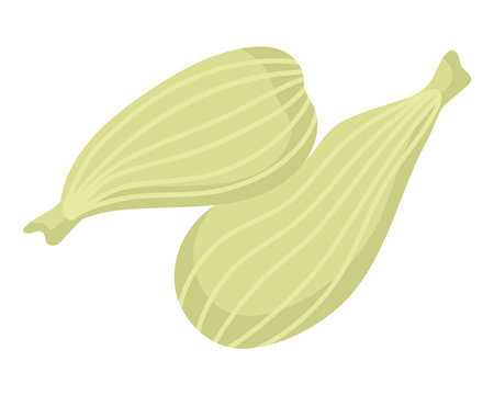 Indian Spices Fennel Seed Light Green Herbal Flavor Kitchen Culinary Ingredient Vectorのイラスト素材