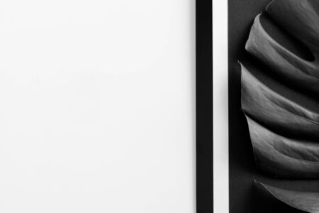 Close-up of the monstera leaf. Abstract composition. Black and white photography. Tropical leave and...