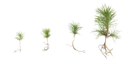 Growing tree evolution market decreaseの写真素材