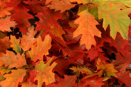 Autumn leaves red colorsの写真素材