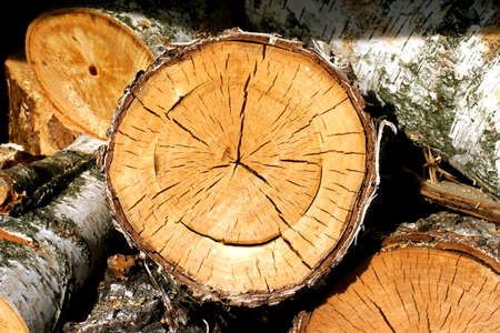 Birch fire wood cut on slicesの写真素材