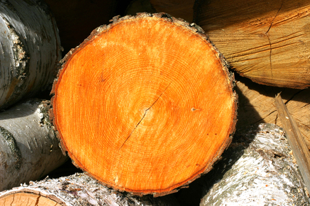 Maple fire wood cut on slicesの写真素材