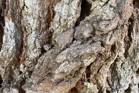 thick tree bark close-up with deep shadows in natural sun light