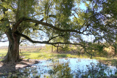 a large tree near a pond reflection on a sunny day