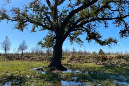 a large tree in a marsh pond with shadows and reflection on a sunny day