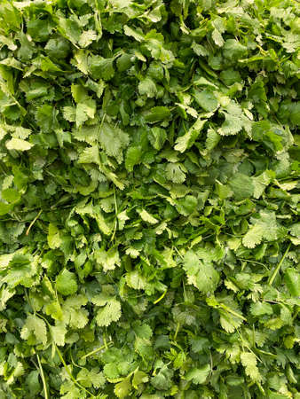 bright green bunch parsley at farmers market fresh produce organic vegetable food backgroundの写真素材