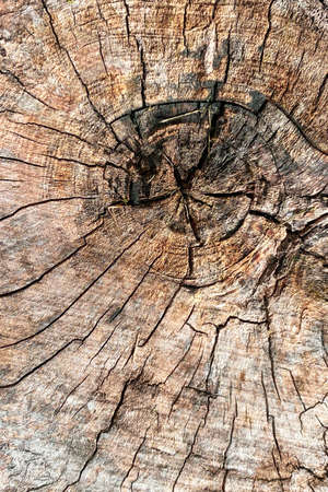 closeup view of old tree trunk stump with aged rings shot as a wood design scene