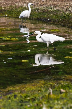 Male and female egretta thula wading in a swamp (3)の写真素材