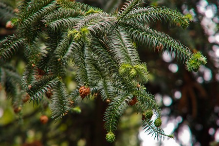 Detail of green conifer branches in springtime