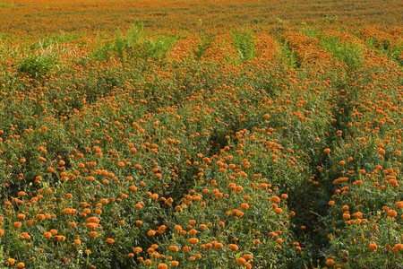 field of golden marigold flowers (4)