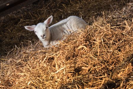 Lamb laying in haystackの写真素材