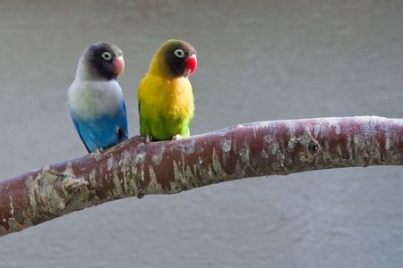 Masked Lovebirds sitting on tree branch, looking rightの写真素材