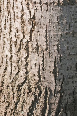 Detail of bark of a silver tree (2)