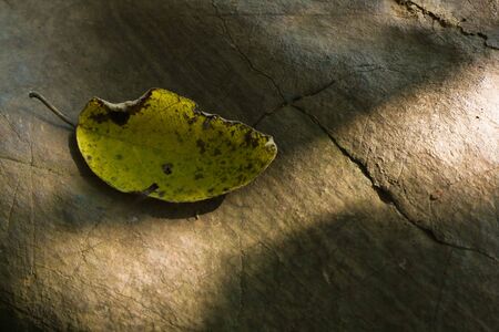 yellow leaf sunbathing on a rock