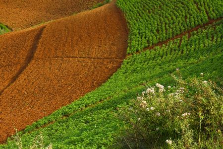 curved potato fields in summerの写真素材