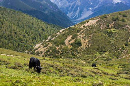 yak grazing in lush tibetan highlands (2)の写真素材