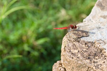 red dragonfly resting on rock in forest (1)の写真素材