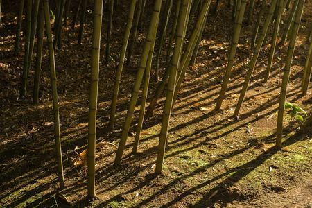 dramatic lighting throwing shadows in bamboo forest (2)の写真素材