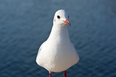 closeup of a red-billed gull (1)の写真素材