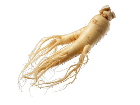 High-resolution close-up image of a fresh ginseng root isolated on a white background.  This transparent PNG file offers exceptional detail and is perfect for various design projects, including health and wellness websites, packaging, and marketing materials. Its clean, crisp presentation ensures versatility and professional appeal.の写真素材