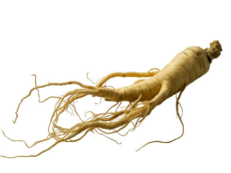 High-resolution image of a fresh ginseng root, perfect for illustrating herbal medicine, traditional Chinese medicine, or wellness concepts.  This transparent PNG file features a pale yellow ginseng root isolated on a white background, ideal for seamless integration into various design projects. Its clean, studio-shot aesthetic ensures professional quality.の写真素材