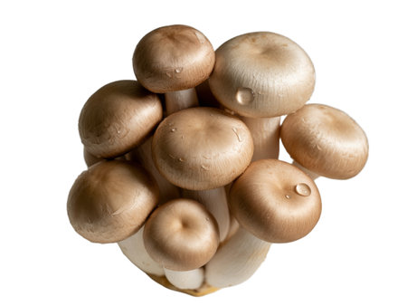 A cluster of fresh, raw brown beech mushrooms (bunashimeji) captured in a detailed close-up macro shot.  The image features vibrant textures and water droplets, isolated on a white background for seamless integration into various design projects. Ideal for culinary websites, cookbooks, and food packaging.  This high-resolution transparent PNG is perfect for adding a touch of organic, autumnal freshness to your work.の写真素材
