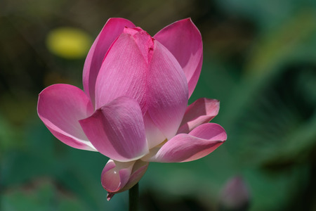 Pink lotusの写真素材