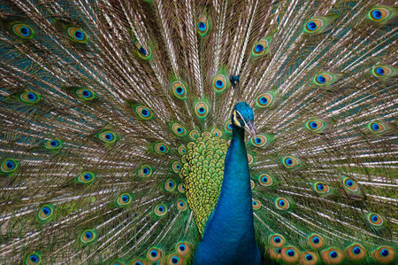 Pride of a Peacock
