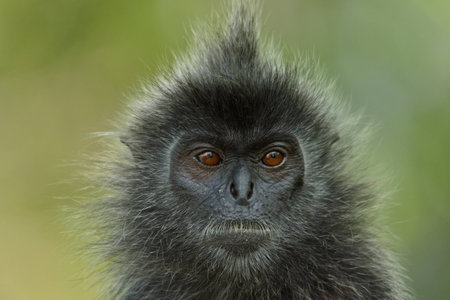 Portrait of a silver-leaf monkeyの写真素材