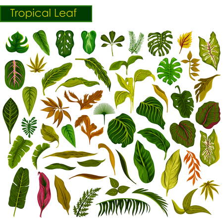 Exotic tropical leaf collection in vectorのイラスト素材