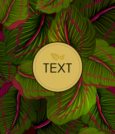 Exotic tropical leaf background in vector for invitation greeting templateのイラスト素材