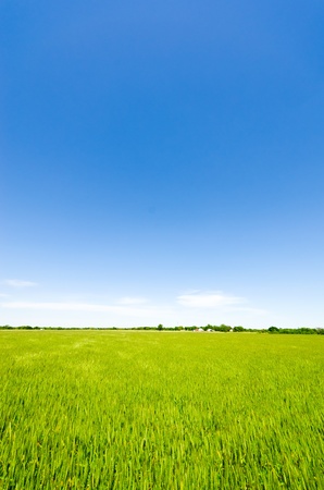 Green field and blue skyの写真素材