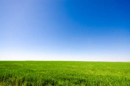 Green field and blue sky