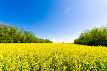 Green field and blue skyの写真素材