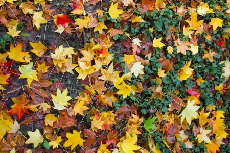 Colorful background of autumn leaves