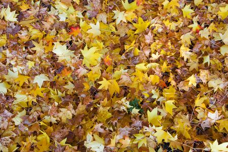 Colorful background of autumn leavesの写真素材