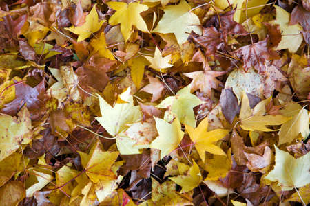 Colorful background of autumn leaves
