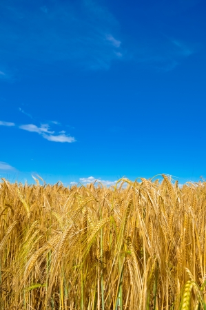 Golden wheat field and blue skyの写真素材