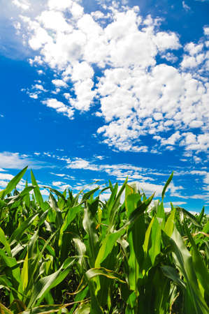 Green field and blue skyの写真素材