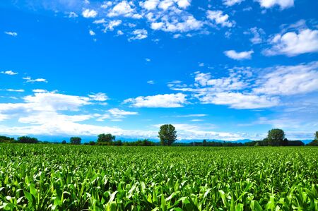 Green field and blue sky