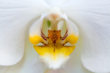Macro of a white orchidの写真素材