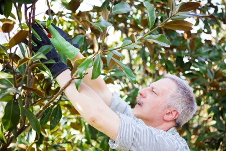 Professional gardener pruning a treeの写真素材