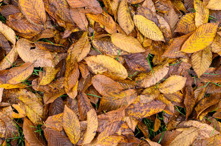 Dry birch leaves on the ground. Autumn background, fall texture. Autumn timeの写真素材