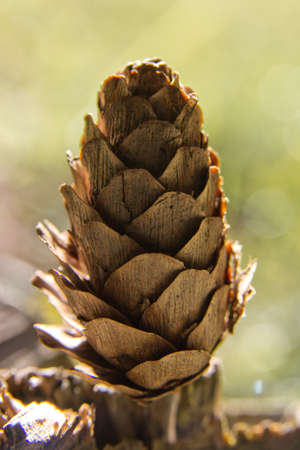 pine cone macroの写真素材