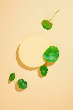 Centella asiatica leaves are decorated around the round platform. Ideal space for cosmetics display....