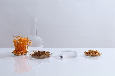 On the white background, Cordyceps militaris on petri dishes decorated with boiling flask and transparent podium. Laboratory concept for advertising cosmetic or product with cordyceps extractの写真素材