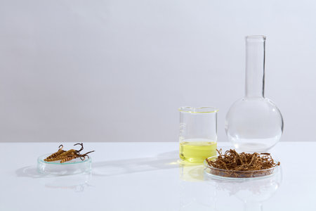 White background with blank space for display and advertising product with cordyceps ingredient. Some lab glassware containing Cordyceps sinensis and yellow liquidの写真素材