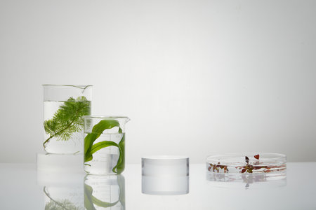 Glass petri dish, beakers and a round podium are decorated against white background. Seaweed can regenerate the skin cells to clear the dark patchesの写真素材