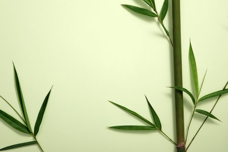 Top view, flat lay of fresh natural branches decorated on green background. Scene for cosmetics marketing with copy space. Minimal conceptの写真素材
