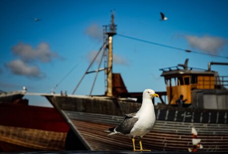 Agressive seagull stands up in a harbour with a vintage wooden boats.